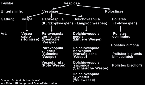 die Familie der Vespidae